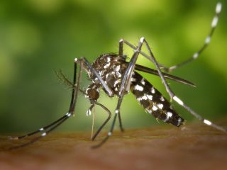 Mengenal Nyamuk Anopheles, Penyebab Malaria. (pixabay/pexels)