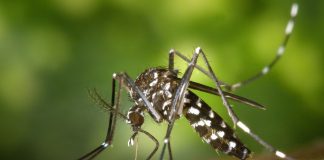 Mengenal Nyamuk Anopheles, Penyebab Malaria. (pixabay/pexels)