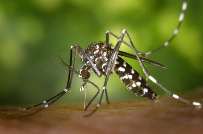 Mengenal Nyamuk Anopheles, Penyebab Malaria. (pixabay/pexels)