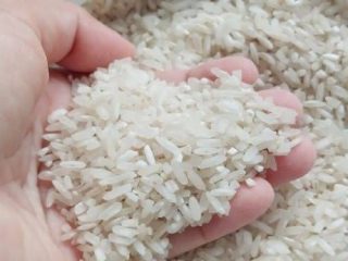 Harga komoditi beras di Sumatera Utara (Sumut) khususnya di Kota Medan pekan kedua Oktober 2023 masih stagnan di angka Rp 15 ribu per kilonya.