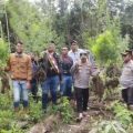 Polisi mengamankan pohon ganja di areal taman hutan raya (tahura) Kabupaten Karo, Sumatera Utara (Sumut). Ada ratusan batang yang diamankan dari lokasi tersebut.