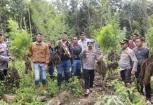 Polisi mengamankan pohon ganja di areal taman hutan raya (tahura) Kabupaten Karo, Sumatera Utara (Sumut). Ada ratusan batang yang diamankan dari lokasi tersebut.