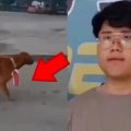 Pria berinisial RH (22), pemasang bendera di leher anjing di Bengkalis, Riau, telah ditetapkan sebagai tersangka dan dijerat dengan pasal penghinaan terhadap Bendera Merah Putih.