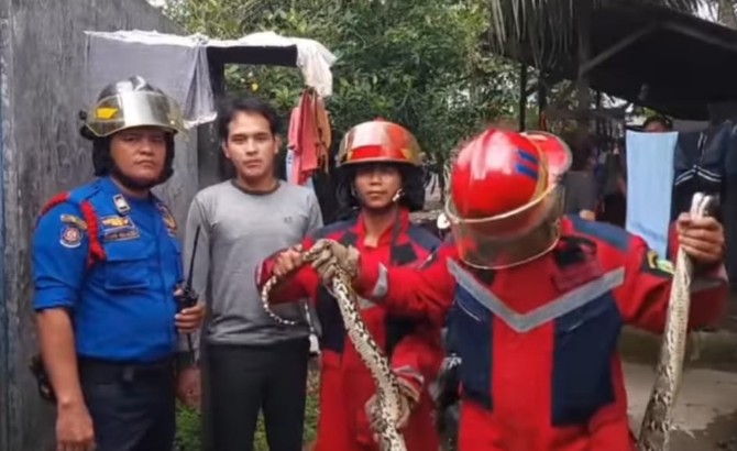 Tim Pusdatin Disdamkarmat Kota Medan mengamankan seekor ular besar yang masuk ke dalam kamar mandi warga di Jalan Sari, Kelurahan Kedai Durian, Kecamatan Medan Johor.