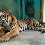 Harimau Sumatera Mati di Medan Zoo