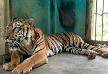 Harimau Sumatera Mati di Medan Zoo