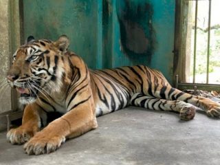 Harimau Sumatera Mati di Medan Zoo