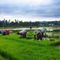 Para Petani Padi