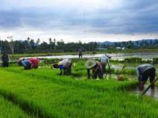 Tambahan Anggaran Pupuk Bersubsidi 14 T Untuk Bantu Petani