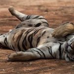 Seekor Harimau Betina Penghuni Medan Zoo Mati