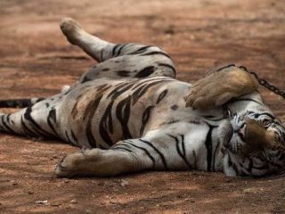Seekor Harimau Betina Penghuni Medan Zoo Mati