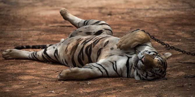 Seekor Harimau Betina Penghuni Medan Zoo Mati
