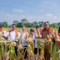 Walikota Medan, Bobby Afif Nasution bersama Menteri Pertanian (Mentan), Andi Amran Sulaiman panen jagung di Kelurahan Kemenangan Tani, Kecamatan Medan Tuntungan, Senin (5/2/2024).