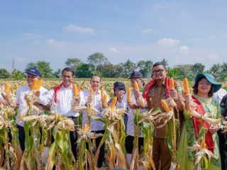 Panen 8 Ton Jagung, Mentan: Ini Luar Biasa, Semoga Hentikan Impor