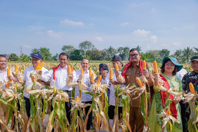 Walikota Medan, Bobby Afif Nasution bersama Menteri Pertanian (Mentan), Andi Amran Sulaiman panen jagung di Kelurahan Kemenangan Tani, Kecamatan Medan Tuntungan, Senin (5/2/2024).
