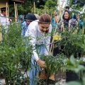 Ketua TP PKK Kota Medan, Kahiyang Ayu saat panen cabai