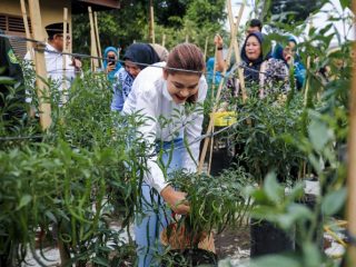 Ketua TP PKK Kota Medan, Kahiyang Ayu saat panen cabai