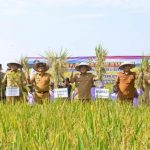 Pj Gubsu, Hassanudin melakukan panen padi di Desa Wonosari, Kabupaten Deli Serdang, kemarin. Dirinya memastikan stok beras di Sumut masih aman.