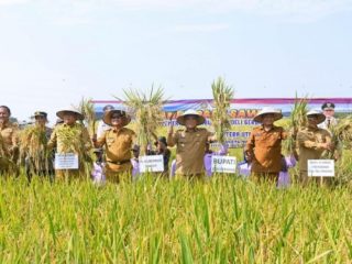 Pj Gubsu, Hassanudin melakukan panen padi di Desa Wonosari, Kabupaten Deli Serdang, kemarin. Dirinya memastikan stok beras di Sumut masih aman.