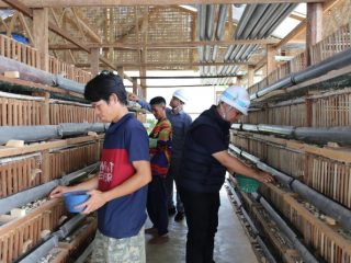 PT Indonesia Asahan Aluminium (INALUM) mengukuhkan komitmennya dalam pengembangan potensi ekonomi lokal melalui program peternakan burung puyuh di Desa Lobu Rappa, Aek Songsongan, Asahan, yang berada di sekitar jalur Transmisi perusahaan, pekan lalu