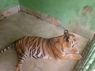 Anggi, seekor harimau sumatera betina salah satu penghuni Medan Zoo sedang berjuang melawan penyakit di usia senjanya. Harimau betina yang kini berusia sekitar 23 tahun itu di diagnosis dokter mengalami kerusakan hati dan ginjal.