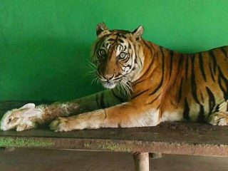 Si Manis, salah satu Harimau Sumatera berjenis kelamin betina koleksi Medan Zoo mati, Jumat (20/9/2024)