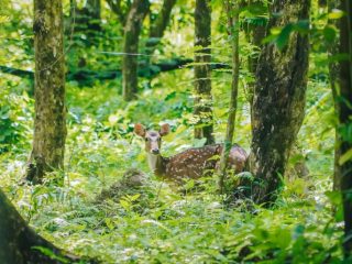 Sebanyak 15 ekor rusa totol jenis axis axis asal Istana Kepresidenan Bogor tiba di Taman Cadika, kemarin. Satwa unik itu dilepas Plt Walikota Medan Auia Rachman melalui Pj Sekda Kota Medan, Topan Obaja Ginting. Rusa tersebut terdiri dari 3 ekor jantan dan 12 ekor betina.