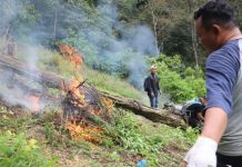 Timsus Narkoba Polda Sumut bersama Personel Polres Madina dan BNNK Mandailing Natal (Madina) memusnahkan ladang ganja seluas ±1,5 hektare di Bukit Tor Sihite, Kecamatan Panyabungan Timur, Kabupaten Mandailing Natal, Selasa (10/12/2024).