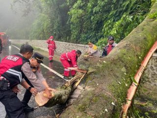 Jalur utama Berastagi-Medan di Jalan Jamin Ginting Km 55-56, Desa Doulu, sempat lumpuh total pada Sabtu pagi (11/1/2025) akibat pohon besar tumbang setelah hujan deras disertai angin kencang.