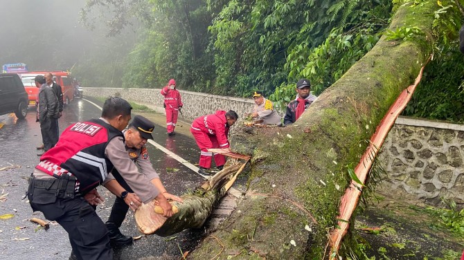Jalur utama Berastagi-Medan di Jalan Jamin Ginting Km 55-56, Desa Doulu, sempat lumpuh total pada Sabtu pagi (11/1/2025) akibat pohon besar tumbang setelah hujan deras disertai angin kencang.