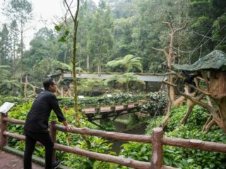 Sebagai langkah dan upaya untuk membenahi Kebun Binatang Medan (Medan Zoo), Walikota Medan Rico Waas melakukan studi tiru ke Taman Safari Indonesia yang berada di Bogor.