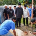 Wali Kota Medan Rico Tri Putra Bayu Waas menyaksikan langsung penyembelihan hewan kurban di Masjid Al Muttaqin, Jalan Hanura, Kecamatan Medan Sunggal, Sabtu (7/6/2025).