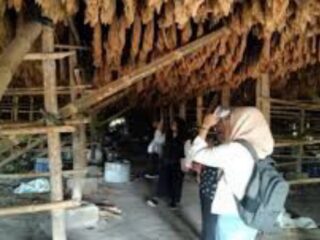 Sejarawan Universitas Negeri Medan (Unimed) Prof Dr Phil Ichwan Azhari MS meminta kepada pihak terkait agar mempertahankan tembakau Deli menjadi warisan sejarah di Sumatera.