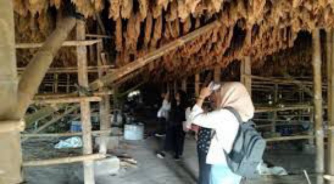 Sejarawan Universitas Negeri Medan (Unimed) Prof Dr Phil Ichwan Azhari MS meminta kepada pihak terkait agar mempertahankan tembakau Deli menjadi warisan sejarah di Sumatera.