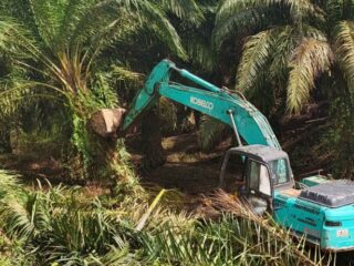 Kementerian Kehutanan (Kemenhut) bersama Satgas Garuda Penertiban Kawasan Hutan (PKH) memulai langkah pemulihan fungsi hutan di Taman Nasional Gunung Leuser (TNGL).