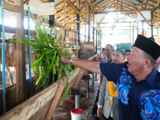 Bupati Langkat, Syah Afandin menegaskan komitmennya untuk mendorong hadirnya balai ternak hingga ke tingkat kecamatan sebagai upaya membangkitkan perekonomian masyarakat.