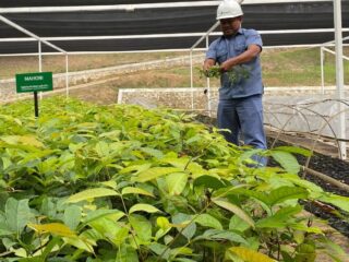 Seorang petugas sedang menangani bibit pohon. Foto: IST