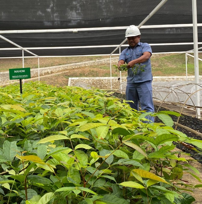 Seorang petugas sedang menangani bibit pohon. Foto: IST