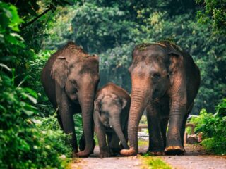 Gajah Sumatera di Ambang Kepunahan: Sang Penjaga Hutan yang Kian Terdesak