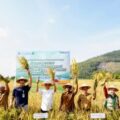 Produktivitas padi sawah di Kabupaten Tapanuli Selatan (Tapsel) menunjukkan hasil menggembirakan, melalui panen raya varietas padi unggul Gamagora 7 yang digelar di Desa Tatengger, Kecamatan Angkola Muara Tais, Kabupaten Tapsel, Rabu (28/1/2026)