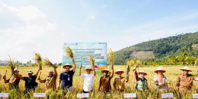 Produktivitas padi sawah di Kabupaten Tapanuli Selatan (Tapsel) menunjukkan hasil menggembirakan, melalui panen raya varietas padi unggul Gamagora 7 yang digelar di Desa Tatengger, Kecamatan Angkola Muara Tais, Kabupaten Tapsel, Rabu (28/1/2026)
