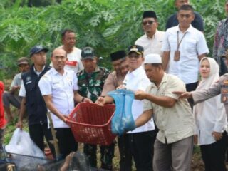 Program 1.000 Kolam, Tapsel Mulai ‘Ekspor’ Hasil Panen Ke Mandailing