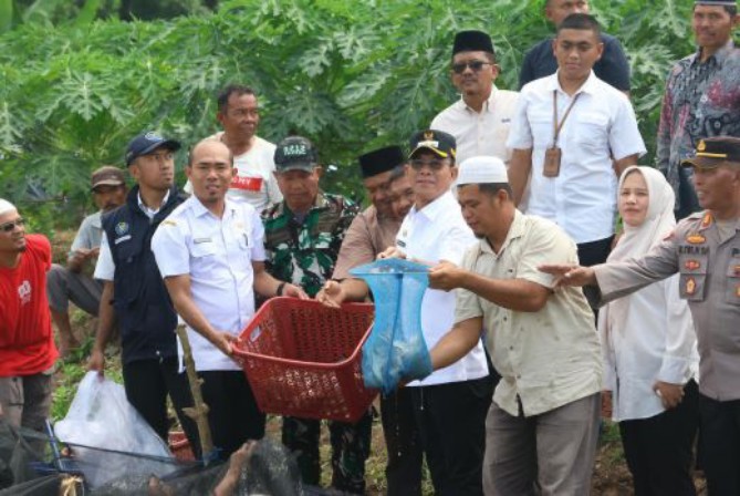 Pemerintah Kabupaten Tapanuli Selatan memanen sebagian hasil budidaya ikan nila dari kolam demplot Program Seribu Kolam di Desa Sitampa Simatoras, Kecamatan Batang Angkola, Rabu, (11/2/2026).