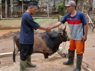 Gubernur Bobby Salurkan 10 Ekor Sapi untuk Korban Bencana di Tapsel dan Tapteng Jelang Lebaran