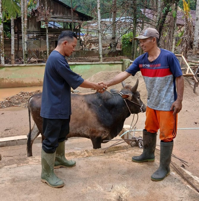 Gubernur Sumatera Utara Bobby Afif Nasution menyalurkan bantuan 10 ekor sapi kepada masyarakat korban bencana alam di Kabupaten Tapanuli Selatan (Tapsel) dan Tapanuli Tengah (Tapteng) menjelang perayaan Idul Fitri 1447 Hijriah.