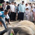 Bobby Nasution Kurban 17 Sapi Pribadi, Total Bobot Tembus 11 Ton