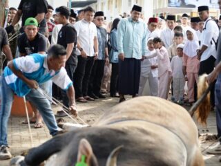 Bobby Nasution Kurban 17 Sapi Pribadi, Total Bobot Tembus 11 Ton