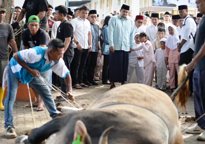 Gubernur Sumatera Utara Muhammad Bobby Afif Nasution menyumbangkan 17 ekor sapi kurban secara pribadi pada Iduladha 1447 Hijriah tahun ini. Total bobot seluruh hewan kurban yang disalurkan mencapai 11.049 kilogram.