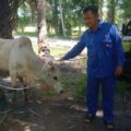 PT Indonesia Asahan Aluminium (INALUM) menyalurkan 107 hewan kurban pada momentum Hari Raya Iduladha 1447 Hijriah di sejumlah wilayah Sumatera Utara. Ratusan hewan kurban tersebut disalurkan ke masyarakat di kawasan operasional perusahaan, mulai dari Batu Bara, Toba, Asahan, Medan hingga Langkat.