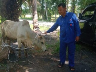 INALUM Sebar 107 Hewan Kurban ke Sejumlah Daerah di Sumut